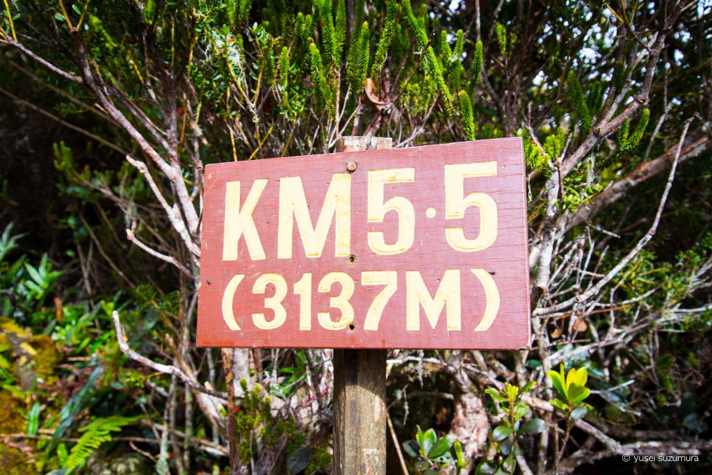 キナバル山登山道